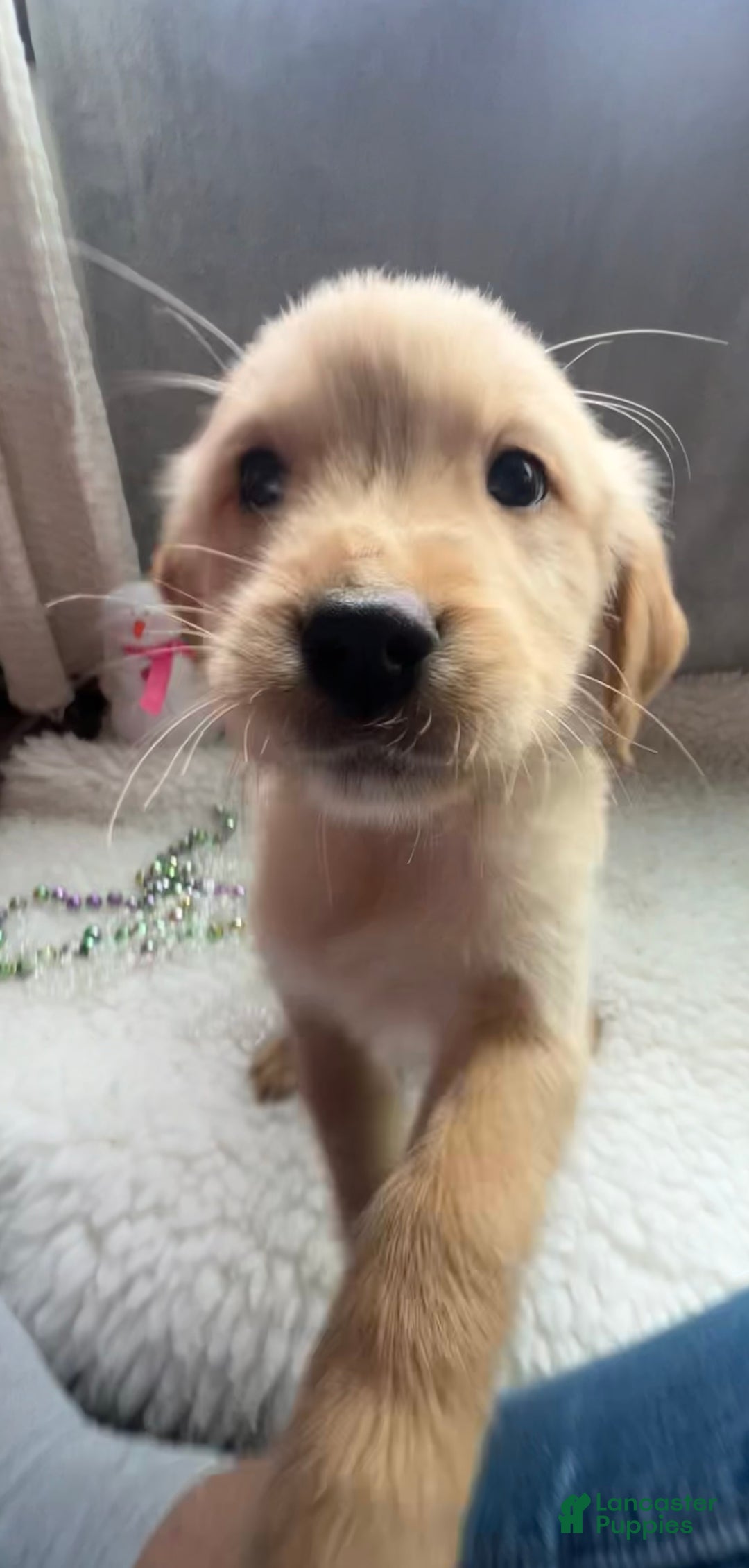 Golden Retriever dogs for sale: Emily  - Ad 2