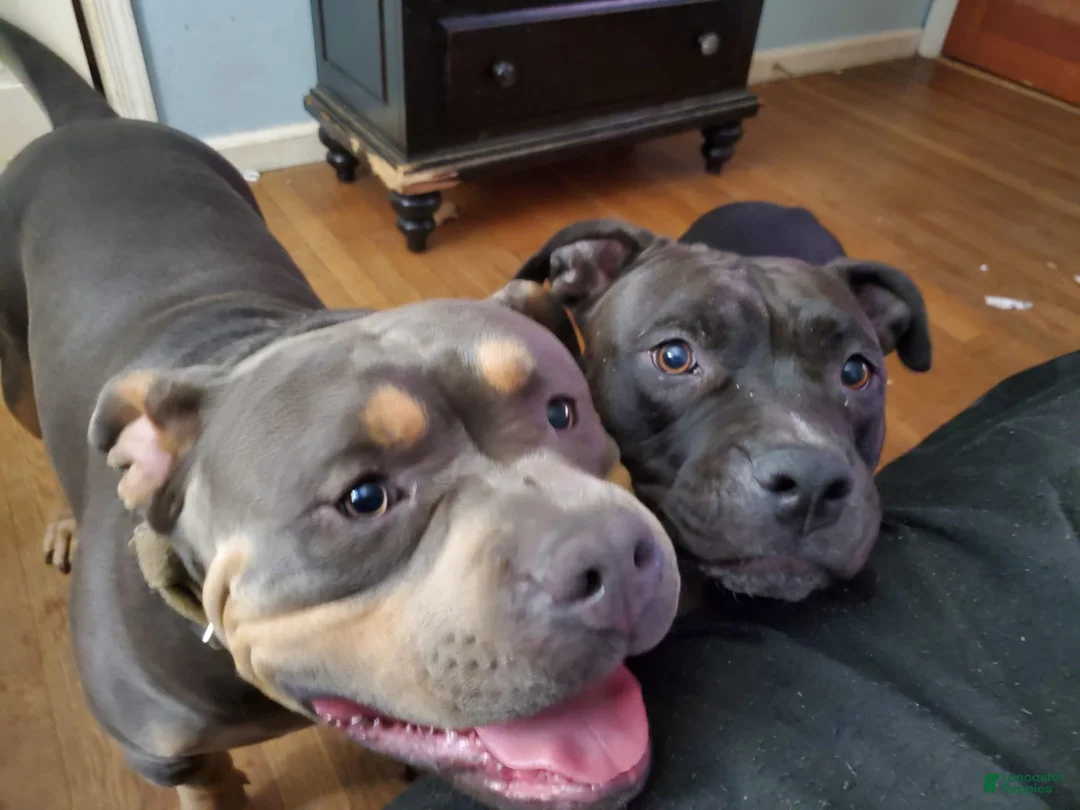 Gallery Image {{count}}