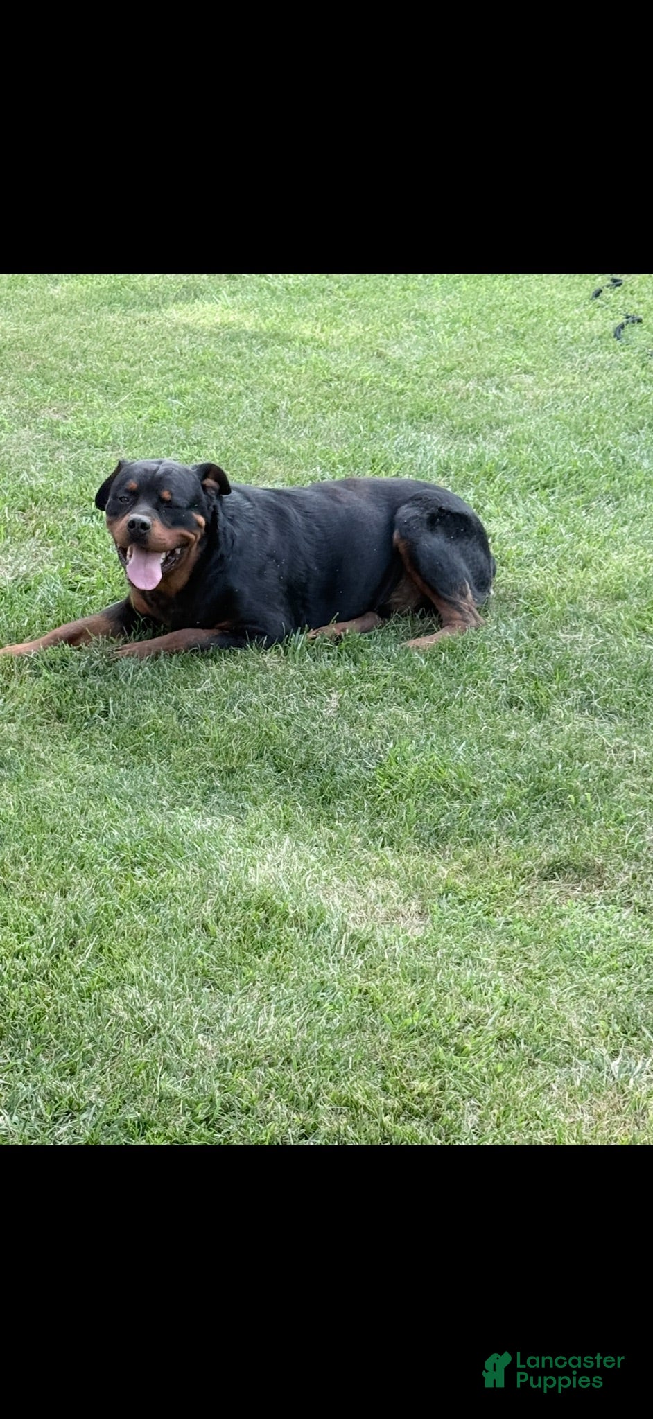 Rottweiler dogs Rottweiler 1 - Ad 1