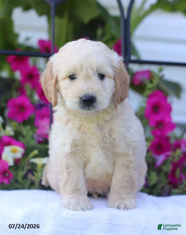 Mini Goldendoodle dogs Jimmy - Ad 2