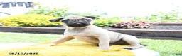 Pug dogs for sale: Conner - Ad 3