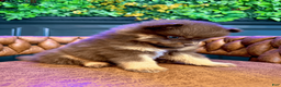 Pomsky dogs for sale: Summer - Ad 5