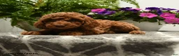 Toy Poodle dogs for sale: Hatty - Ad 3