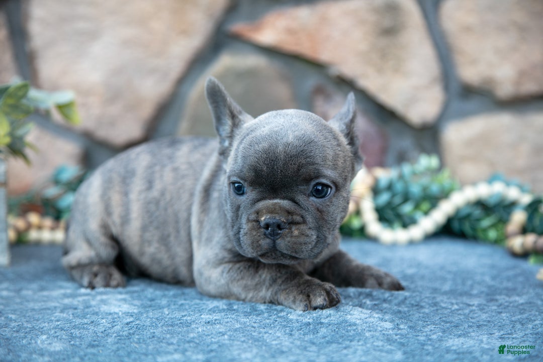 French Bulldog dogs for sale: Barney - Ad 2