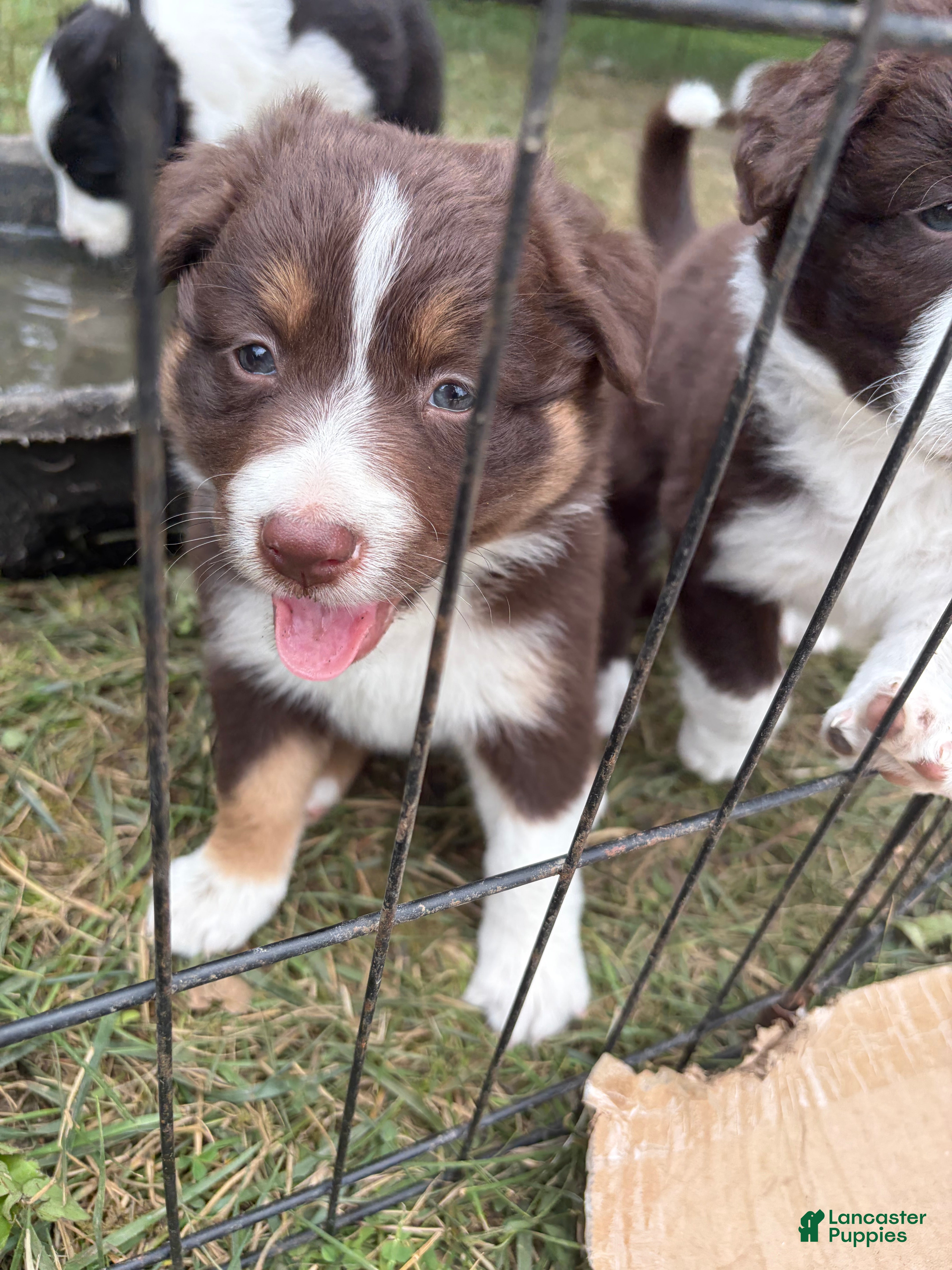 Border Collie dogs Kwynnie - Ad 1