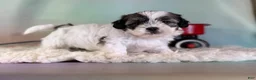 Teddy Bear dogs for sale: Piper - Ad 3