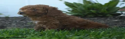 Mini Goldendoodle dogs for sale: Neil - Ad 4