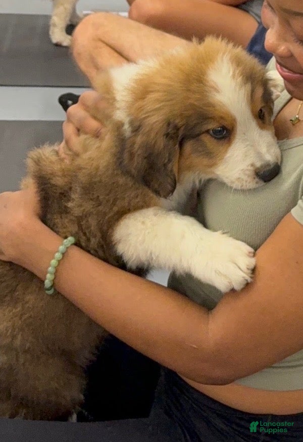 Mixed Breed dogs Shrek - Ad 34