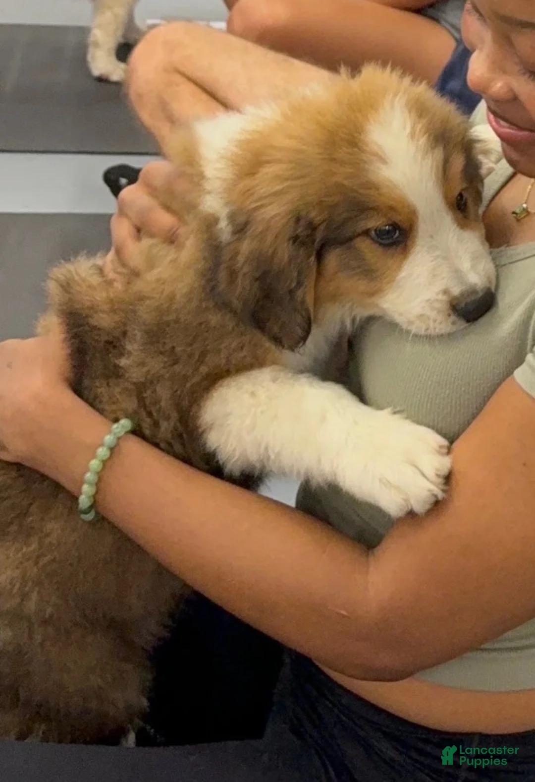 Mixed Breed dogs for sale: Shrek - Ad 1