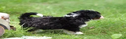Mini Bernedoodle dogs for sale: Sawyer  - Ad 5