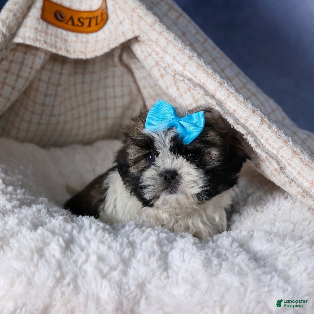 Shih Tzu dogs for sale: MOOSE - Ad 2