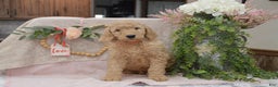 Goldendoodle dogs for sale: Rex - Ad 4