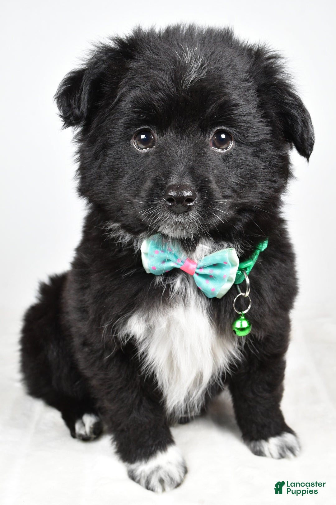 Mini Aussiedoodle dogs for sale: Wyatt  - Ad 9