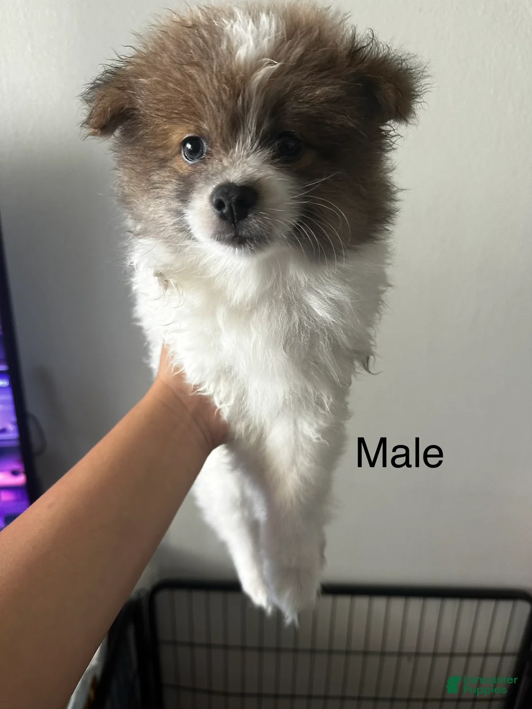 Pomeranian dogs for sale: Pomeranian 4 - Ad 2