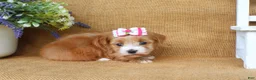 Havanese dogs for sale: Hannah - Ad 3