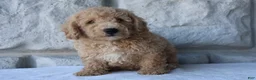 Bichpoo dogs for sale: Max - Ad 3