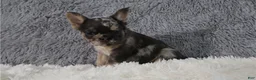 French Bulldog dogs for sale: French Bulldog 5 - Ad 3