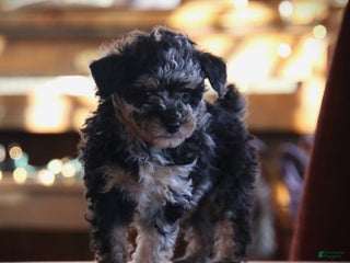 Toy Poodle dogs - Ad 28