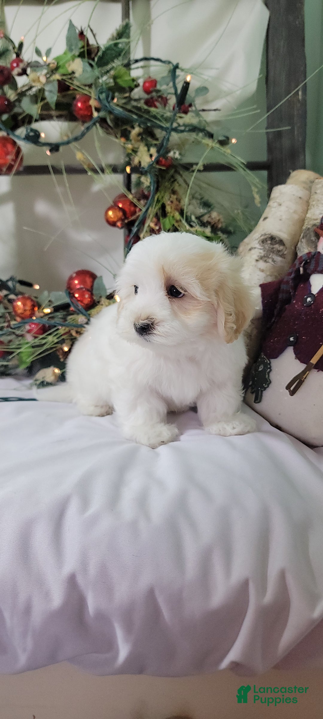 Maltipoo dogs for sale: Mason - Ad 8