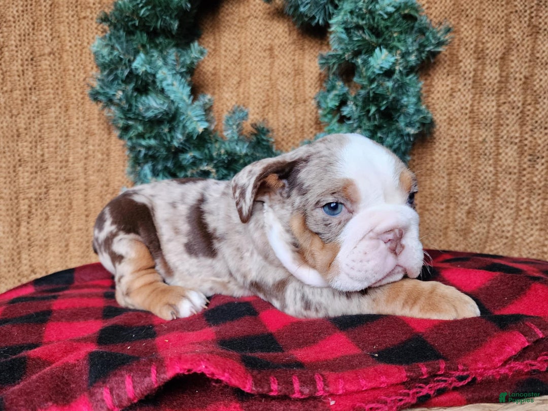 English Bulldog dogs for sale: Fletch - Ad 19