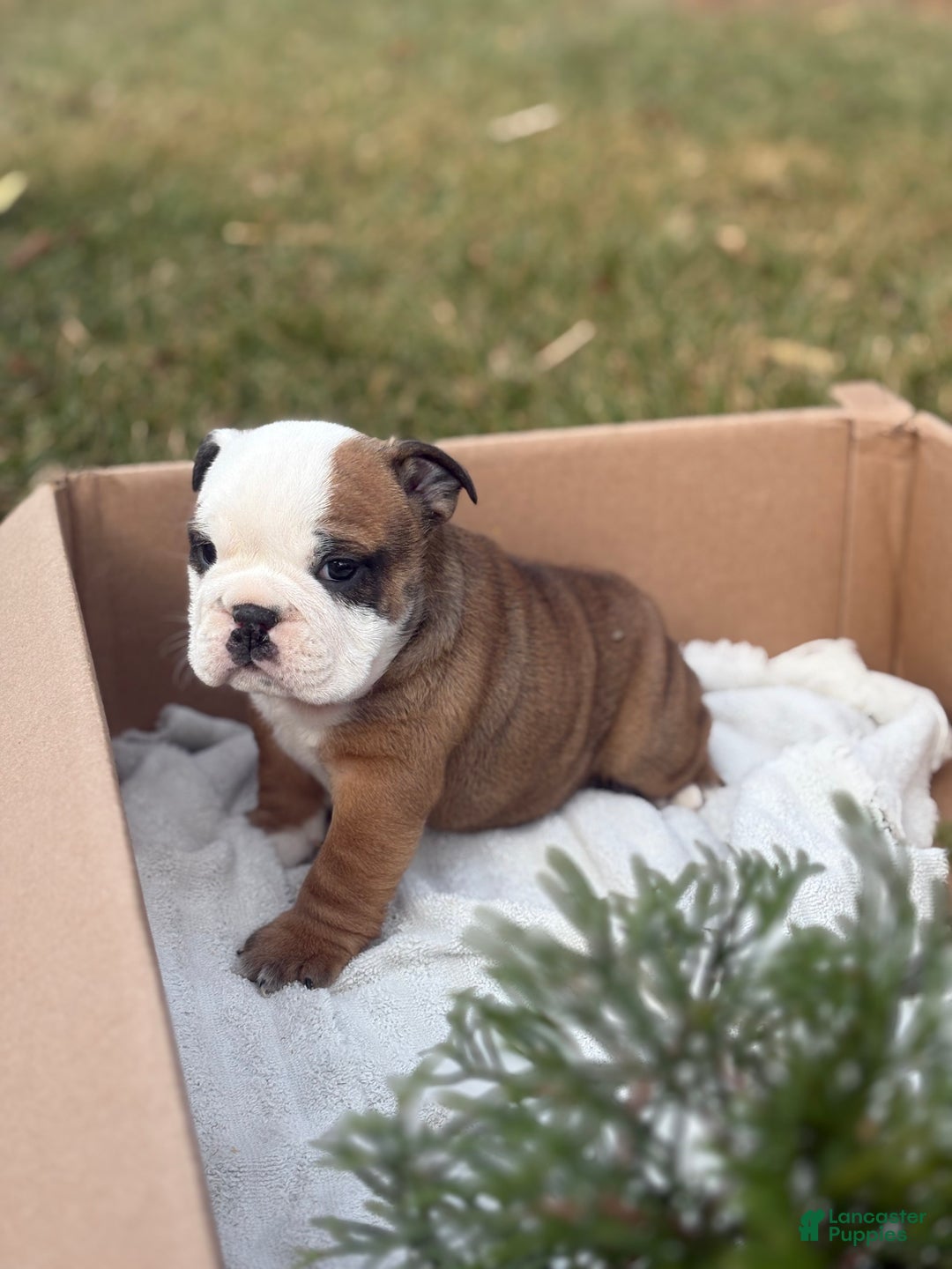 English Bulldog dogs for sale: Skye - Ad 3