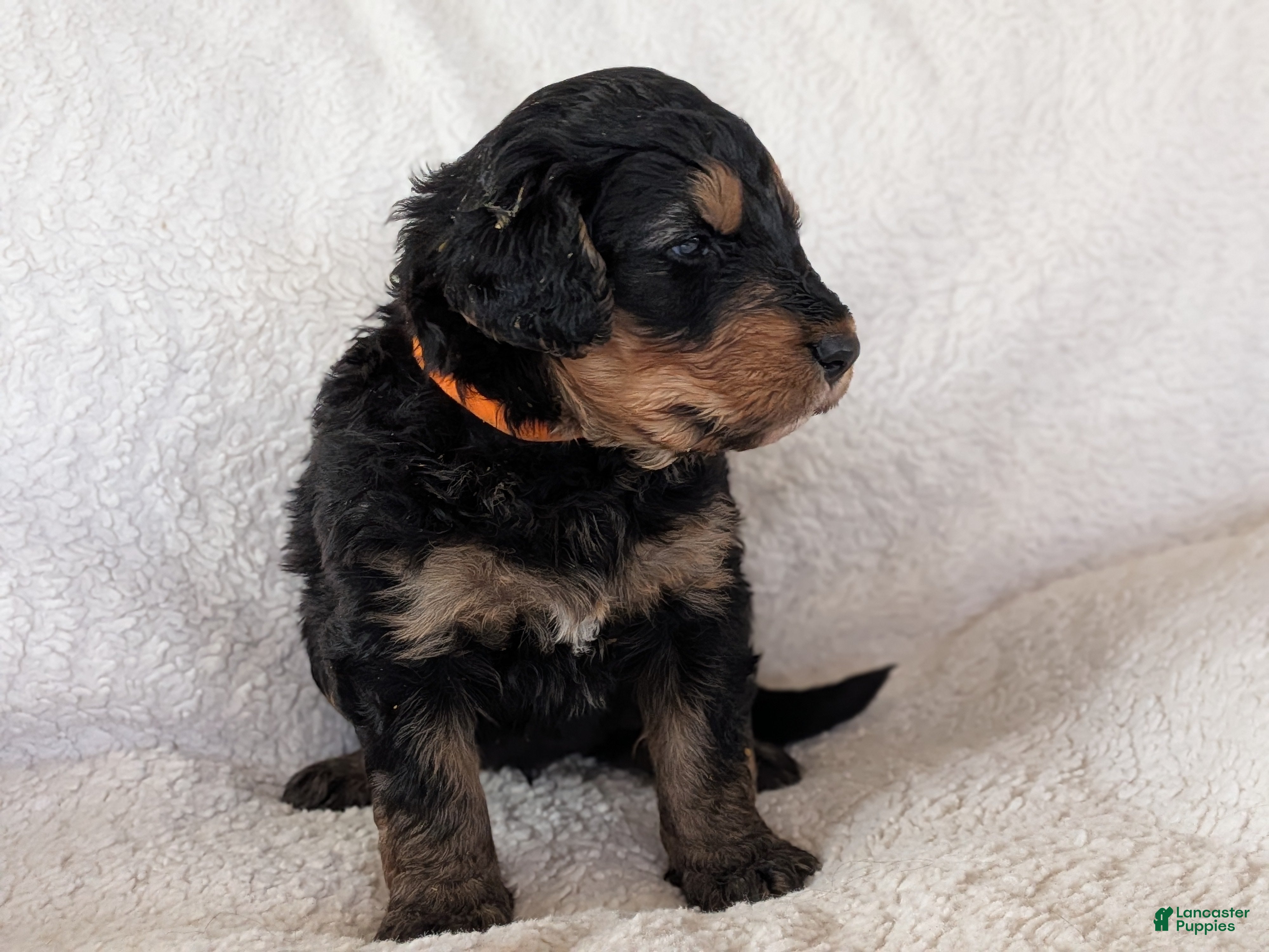 Mixed Breed dogs Rusty - Ad 32