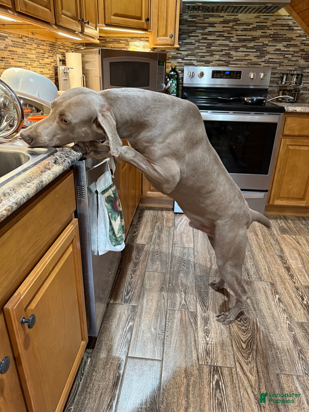 Weimaraner dogs for sale: Red - Ad 6