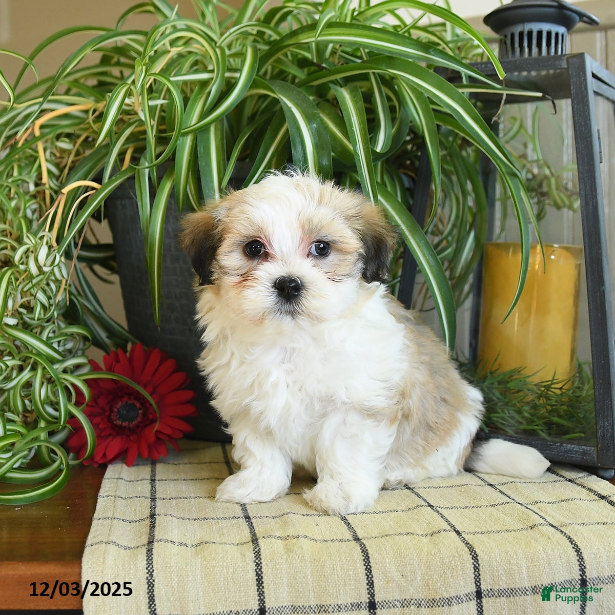 Havanese dogs Stetson - Ad 2