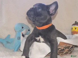 French Bulldog dogs French Bulldog 2 - Ad 2