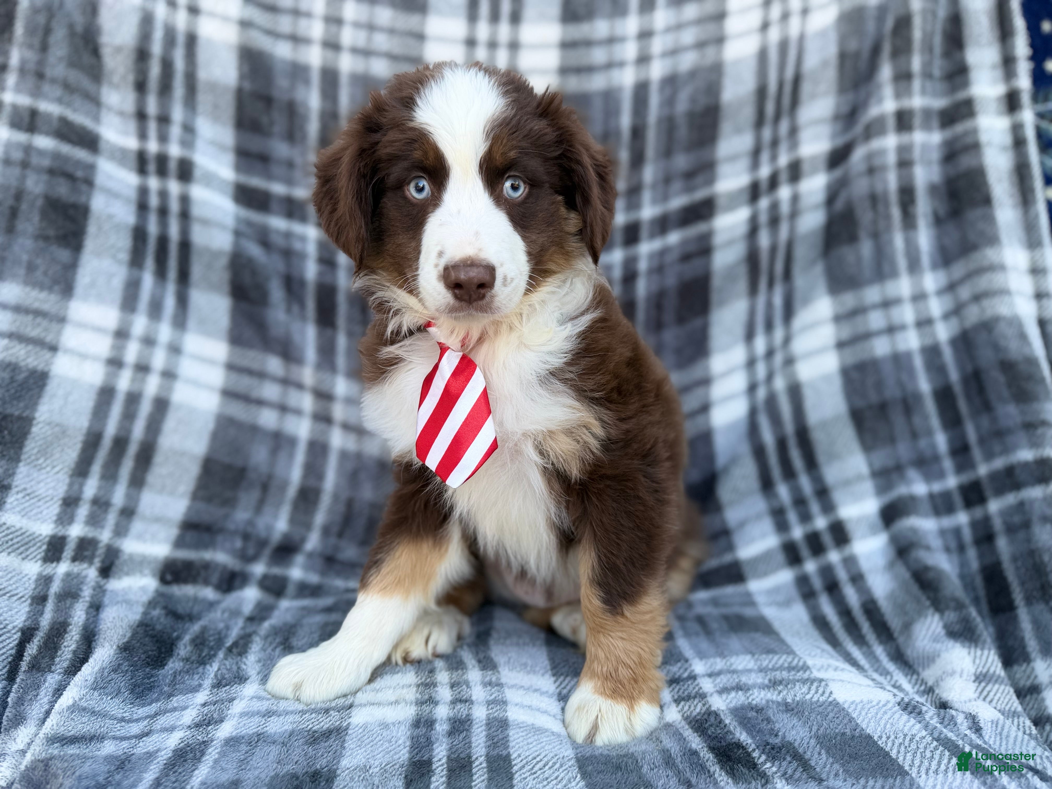 Miniature Australian Shepherd dogs Sully - Ad 2