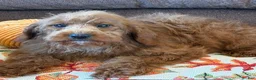 Labradoodle dogs for sale: Piper - Ad 2