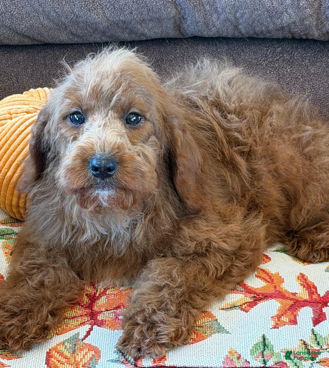 Labradoodle dogs for sale: Piper - Ad 2