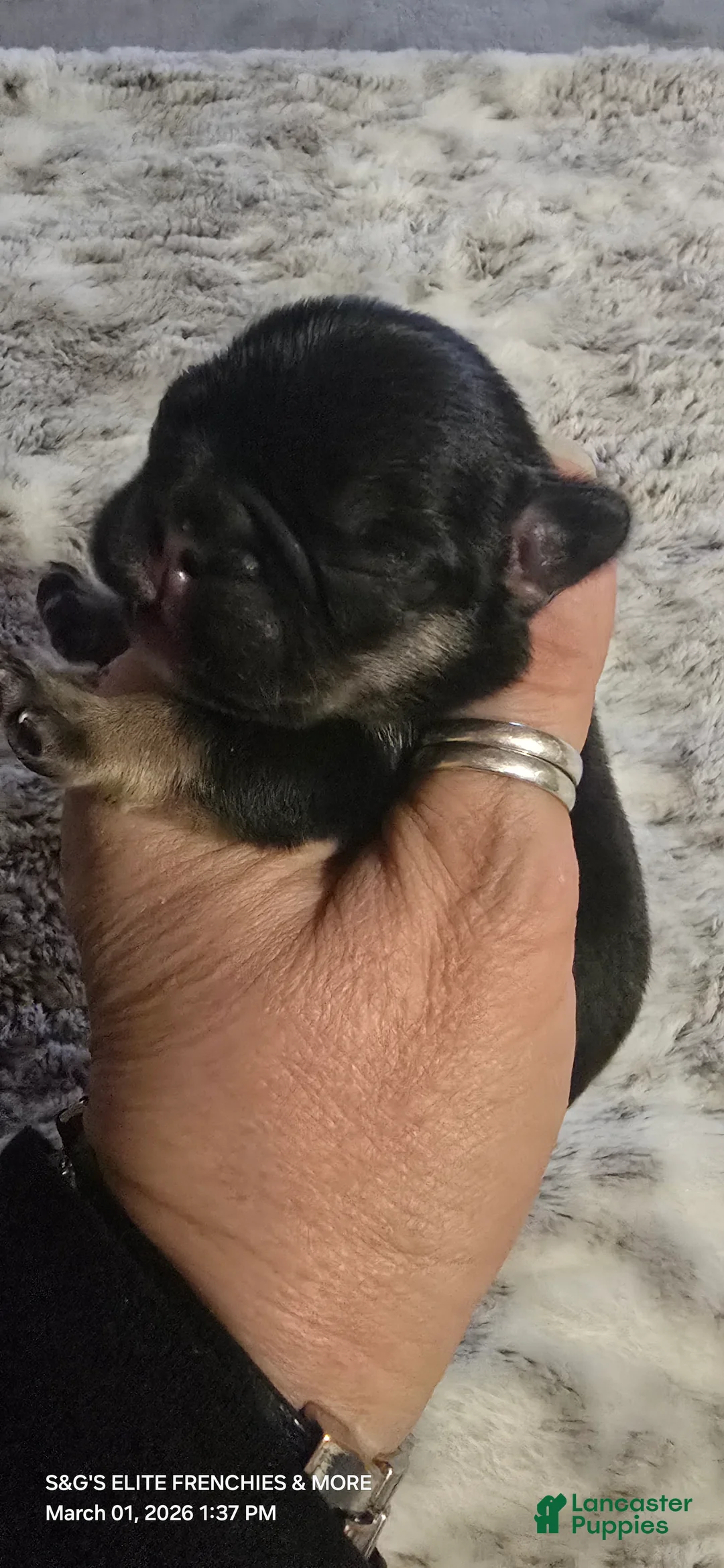 French Bulldog dogs for sale: French Bulldog Puppy 1 - Ad 1