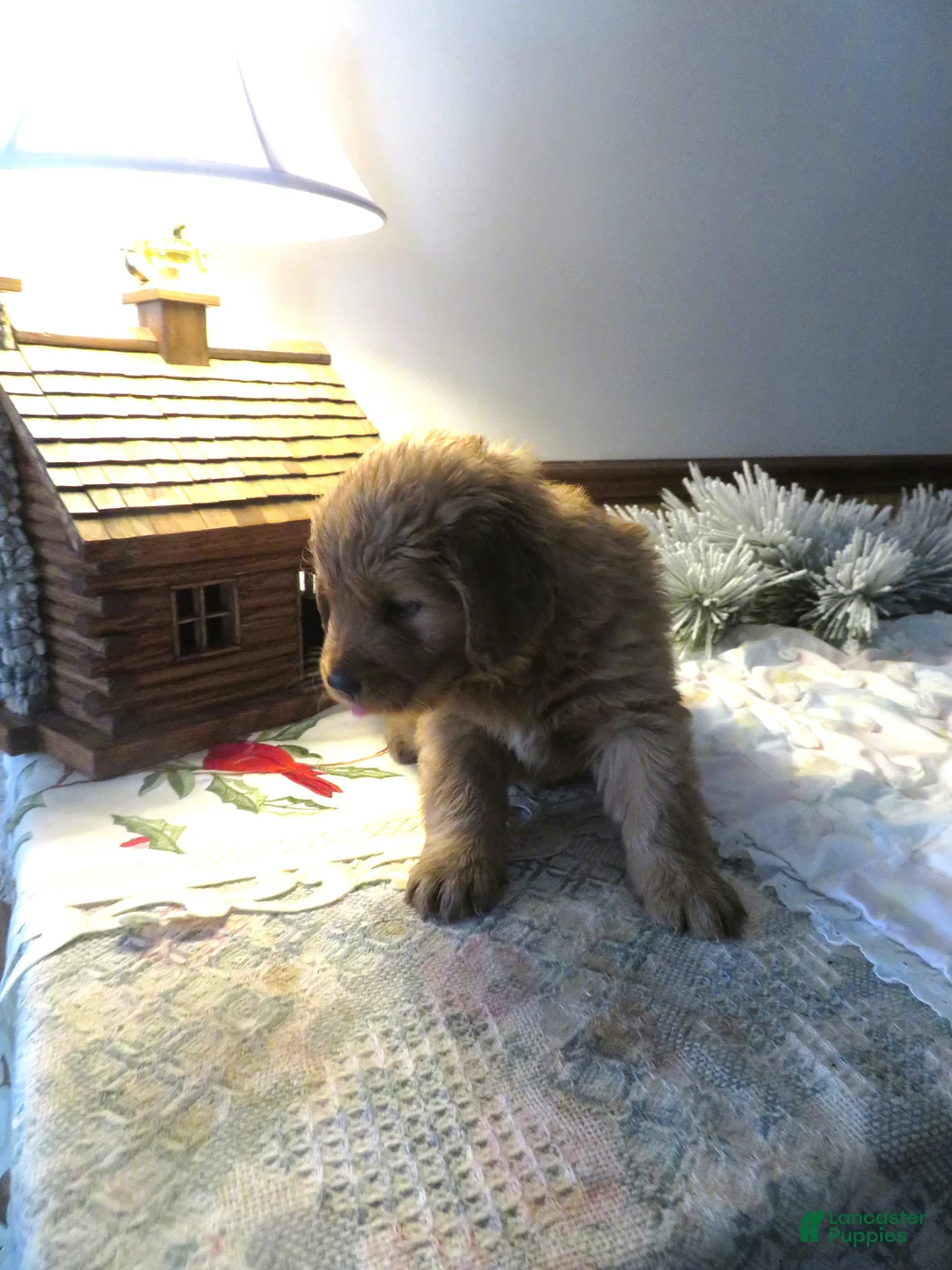 Golden Retriever dogs for sale: THEO - CHAMPION LINE - Ad 3