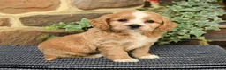 Cockapoo dogs for sale: Mocha - Ad 3