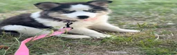 Siberian Husky dogs for sale: Siberian Husky Puppy 1 - Ad 7