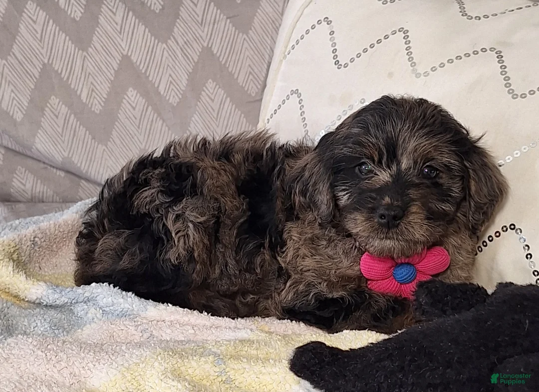 Mini Goldendoodle dogs for sale: Diana - Ad 3