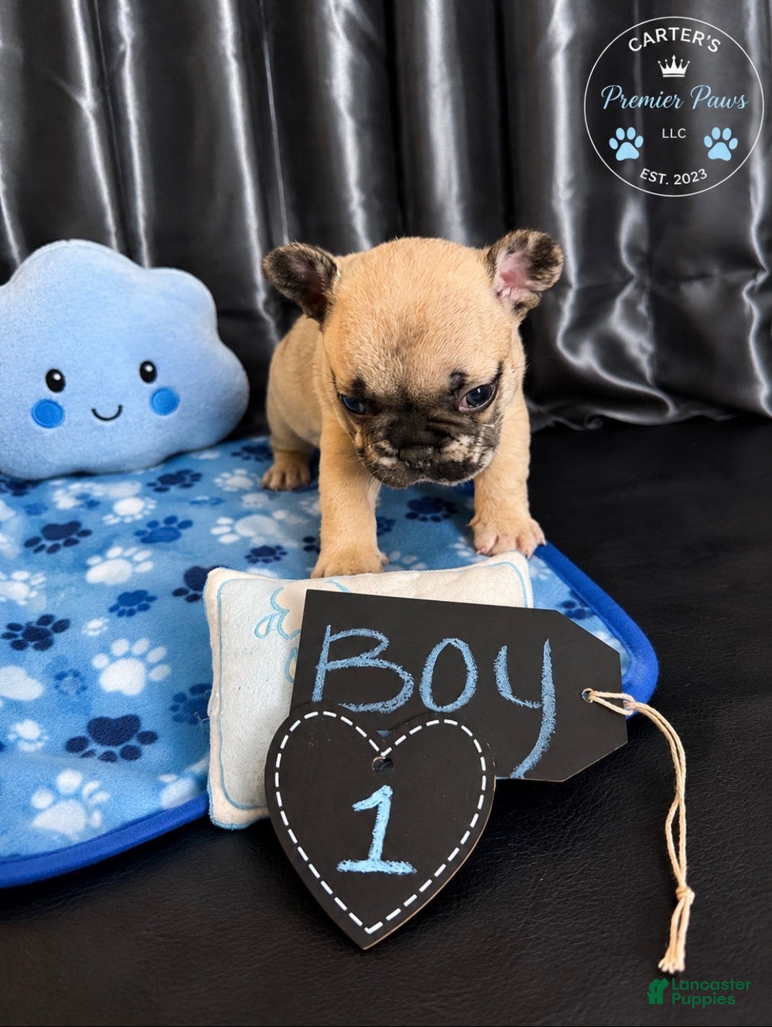 French Bulldog dogs French Bulldog 6 butterball - Ad 2