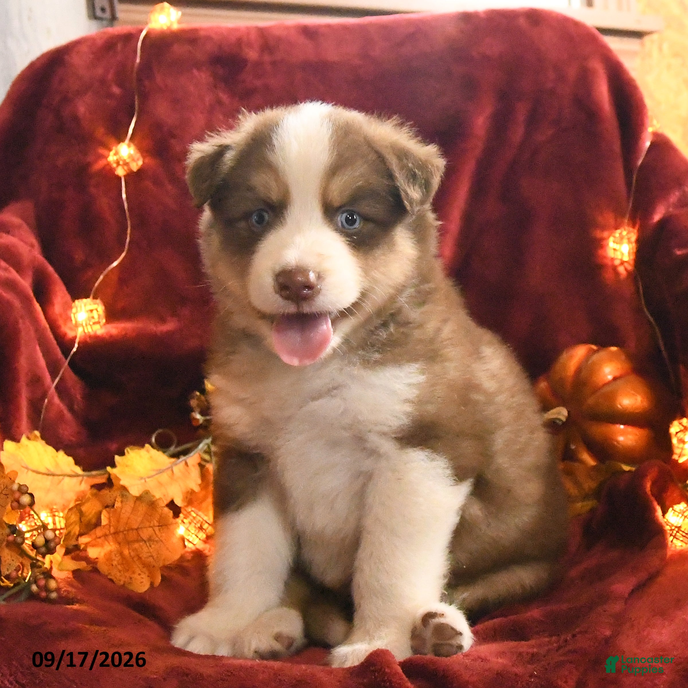 Mixed Breed dogs for sale: Brownie - Ad 1