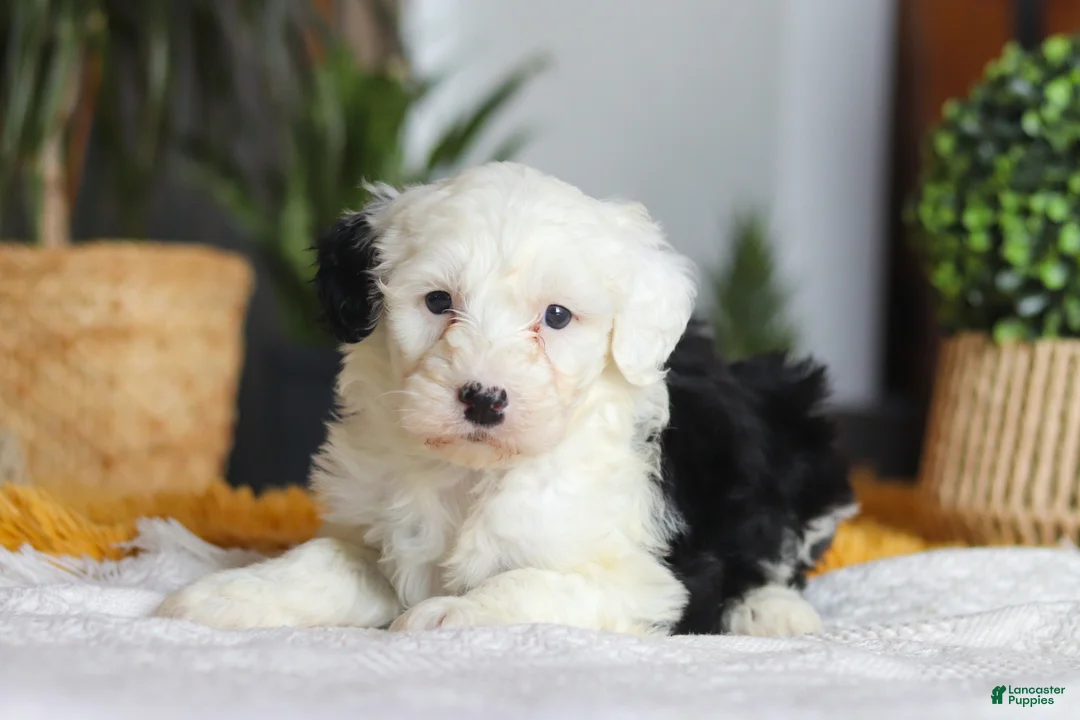 Sheepadoodle dogs for sale: Carrot - Ad 5