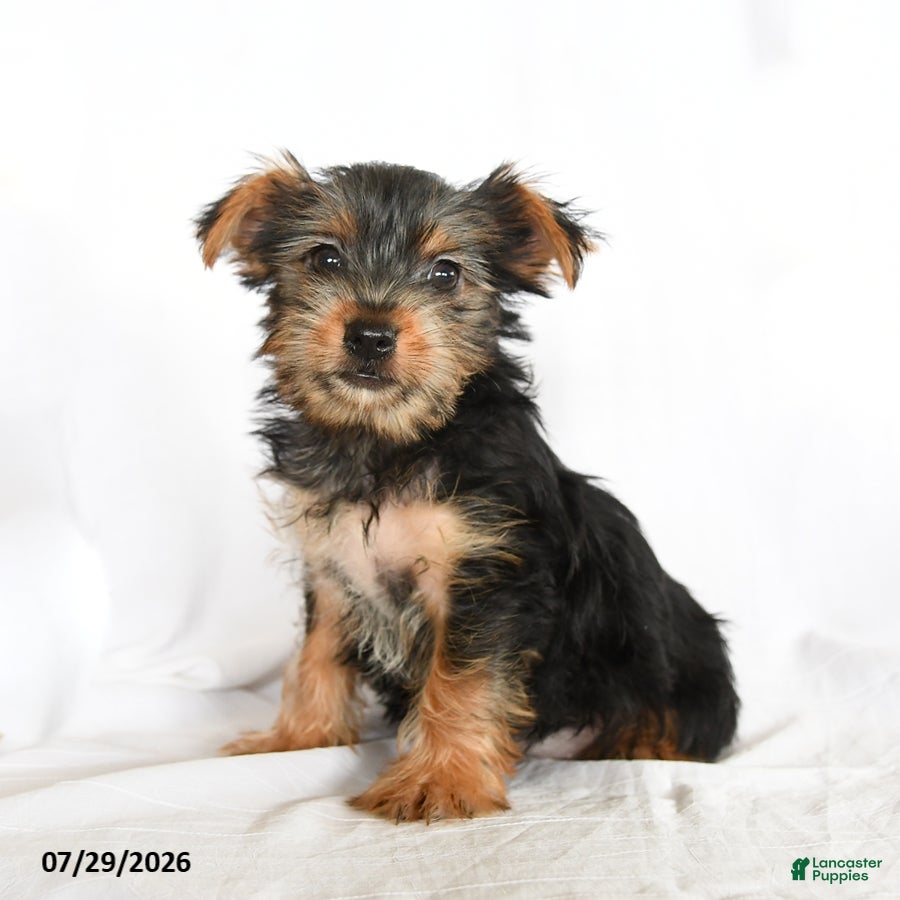 Yorkshire Terrier dogs Fiona - Ad 1