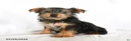 Yorkshire Terrier dogs for sale: Fiona - Ad 1