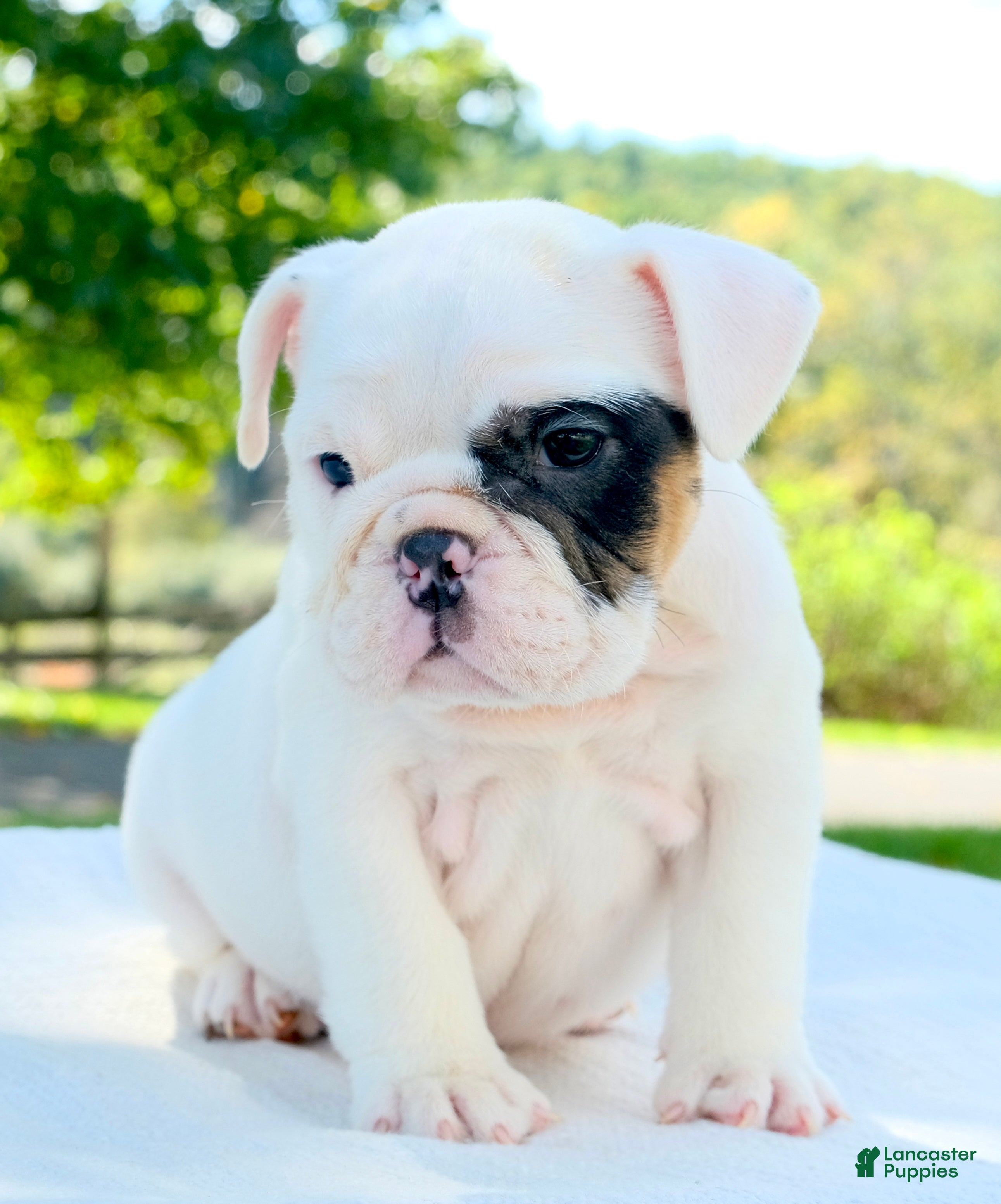 English Bulldog dogs Mia - Ad 2