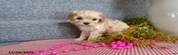 Cavapoo dogs for sale: Polly EXTRA SMALL - Ad 4