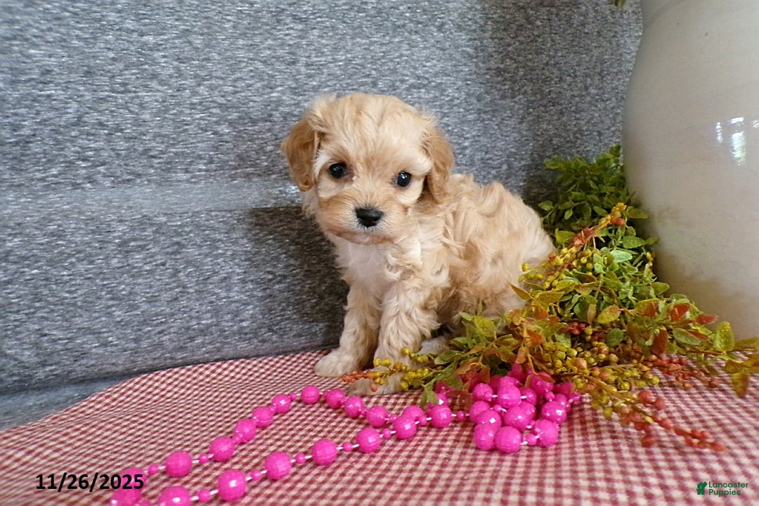 Cavapoo dogs for sale: Polly EXTRA SMALL - Ad 4