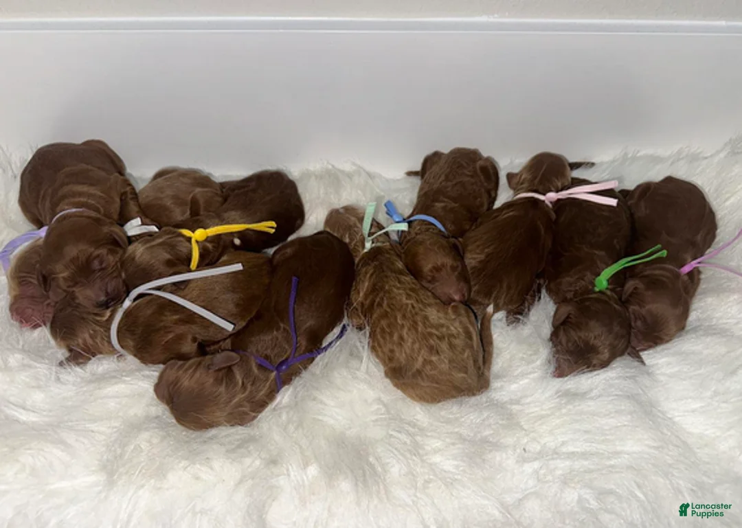 Goldendoodle dogs for sale: Girl 10 - Ad 2