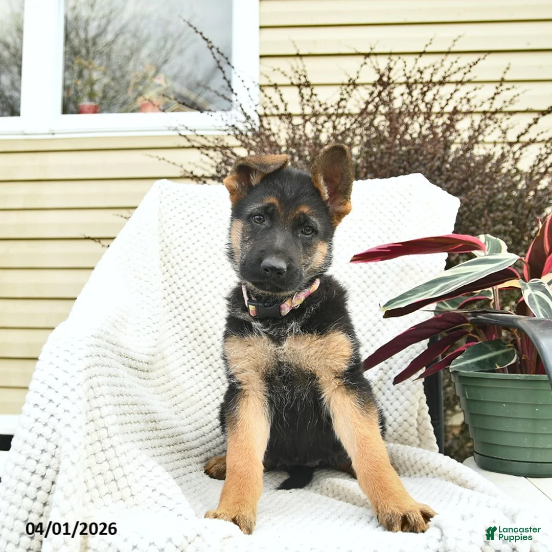 German Shepherd dogs for sale: Honey   - Ad 1