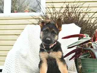 German Shepherd dogs for sale: Honey - Ad 2