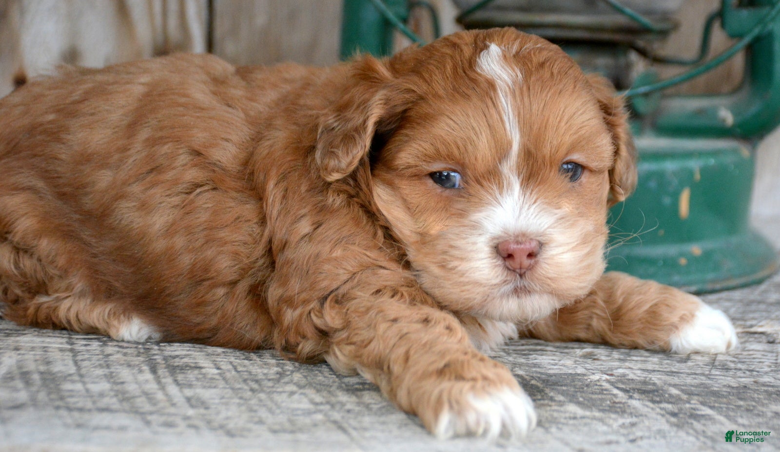 Shihpoo dogs Shihpoo Sam - Ad 38