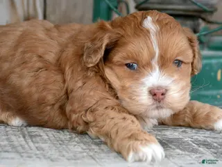 Shihpoo dogs Shihpoo Sam - Ad 9